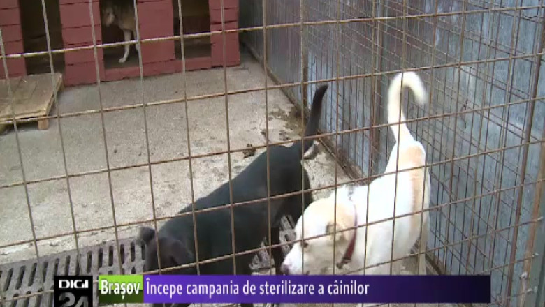 Incepe campania de sterilizare a cainilor Imagine