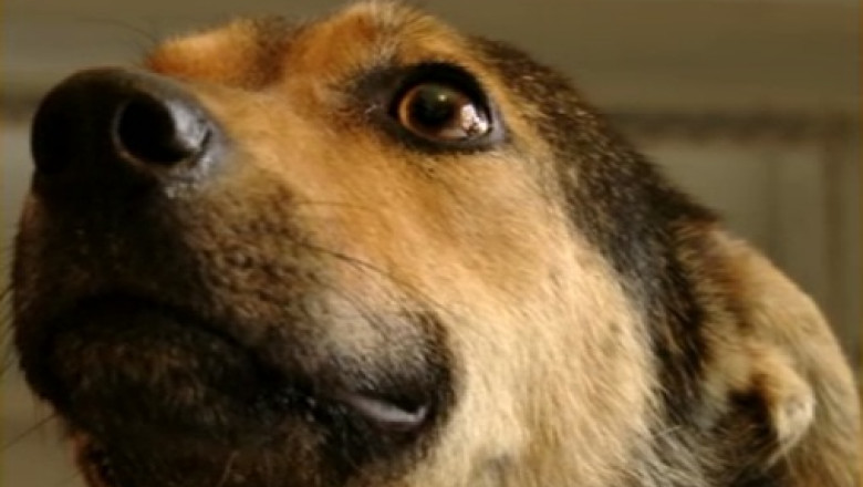 Incepe sterilizarea cainilor. Stapanii care se opun risca amenzi de pana la 2.000 de lei Imagine