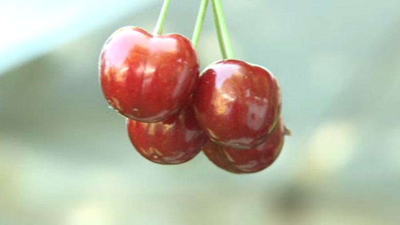 Inceput de vacanta. Cirese si povesti la Bojdeuca lui Ion Creanga Imagine