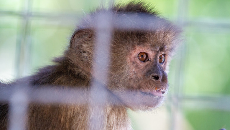 Incident neobisnuit in Tennessee: o femeie a fost atacata din senin de o maimuta. Nimeni nu stie al cui e animalul Imagine