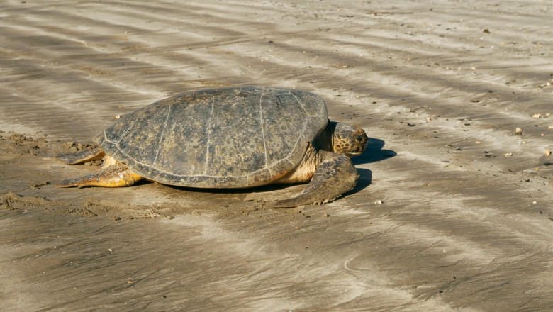 Indonezia: Zeci de testoase marine dintr-o specie pe cale de disparitie au fost salvate din mainile braconierilor Imagine