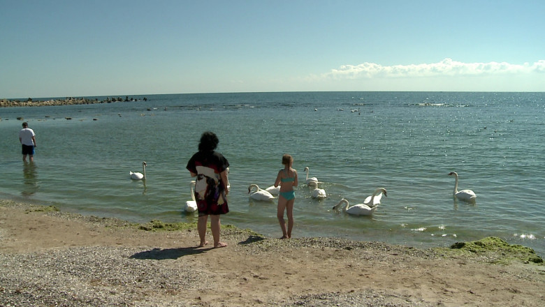 Inedit, in Eforie Sud: la Capul Turcului, lebedele sunt hranite de turisti Imagine