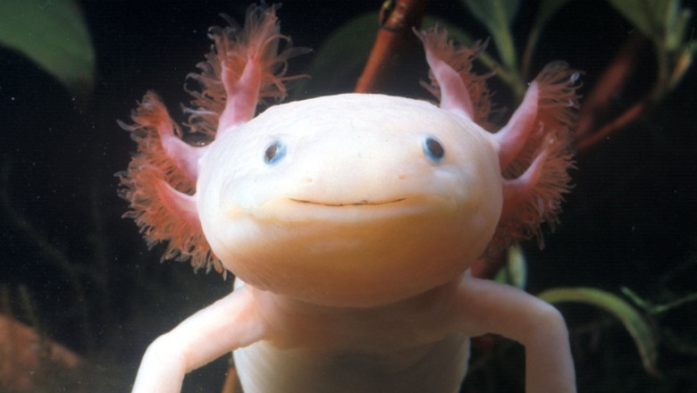 Influenta dramatica a jocului Minecraft si a aplicatiei TikTok asupra vietii unei fiinte dragalase - Axolotl Imagine