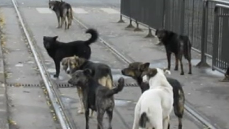 Informatii contradictorii. Politia: cainele vinovat de uciderea copilului de patru ani nu era al unui ONG Imagine