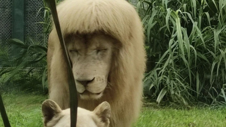 Ingrijitorii unui parc zoo, suspectati ca au tuns leul si i-au facut breton. Imaginile cu „regele junglei”, virale pe internet Imagine