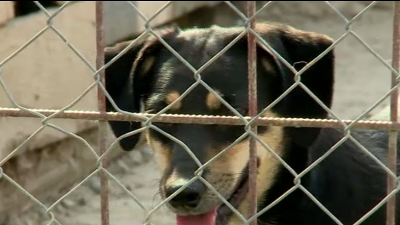 Ingrijitorul care batea cainii cu lopata a fost amendat cu 3.000 de lei si risca inchisoarea Imagine