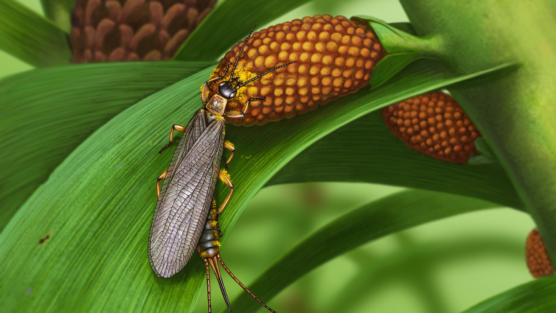 Insecte acoperite cu polen, vechi de 280 de milioane de ani, descoperite in Rusia Imagine