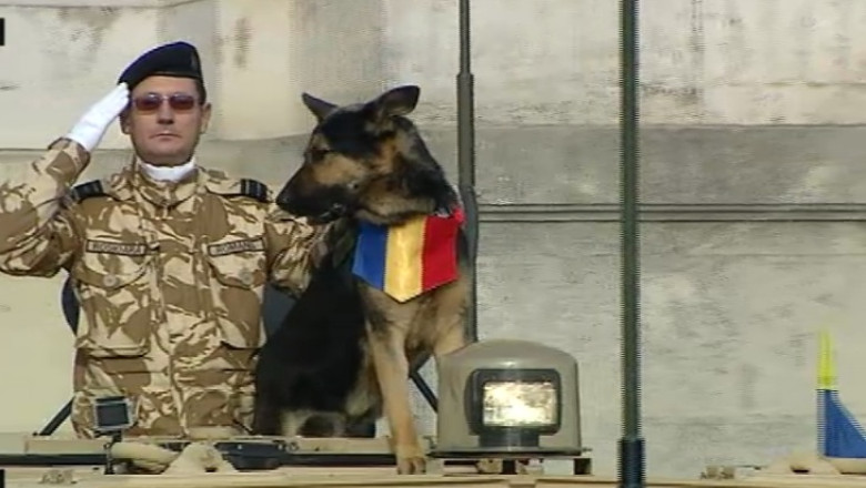 Inselaciuni in numele cainelui-erou Max Imagine