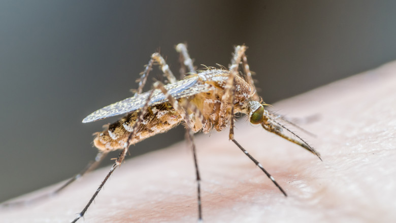 INSP: 82 de cazuri de infectie cu West Nile in Romania. 10 dintre pacienti au decedat Imagine