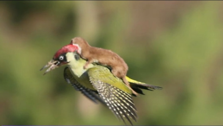 Instantaneu uimitor realizat de un fotograf londonez Imagine