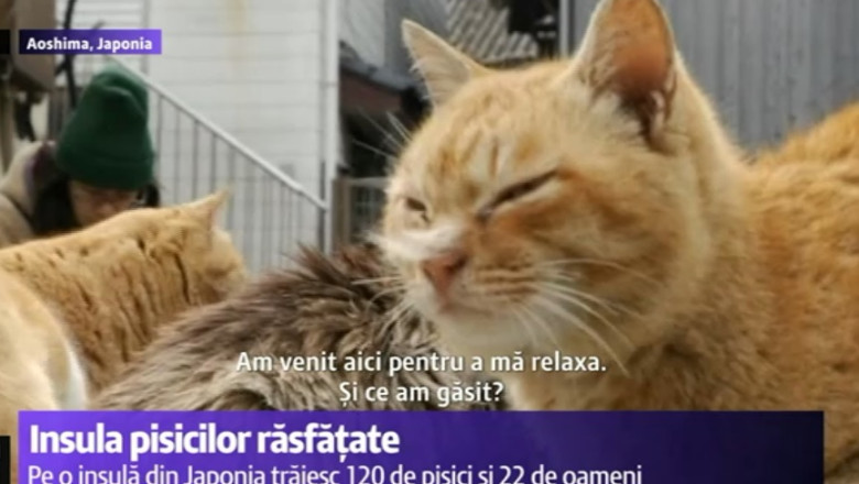 Insula pisicilor rasfatate Imagine