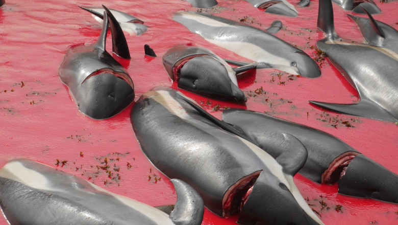 Insulele Feroe limiteaza numarul delfinilor care pot fi ucisi in timpul vanatorilor anuale in care sunt macelarite sute de animale Imagine