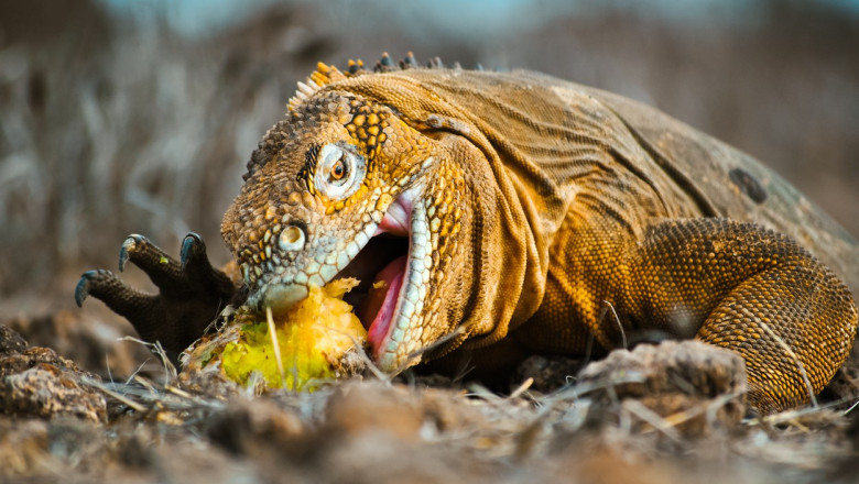 Insulele Galapagos vor dubla taxele turistice, din cauza numarului mare de vizitatori. Intreg ecosistemul, pus in pericol Imagine