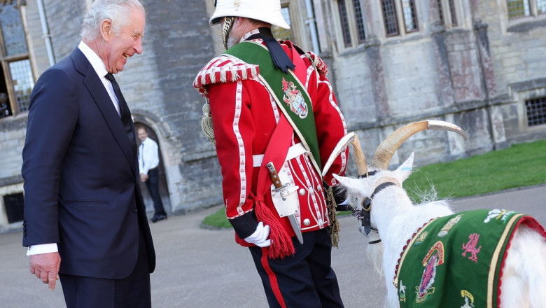 Intalnire intre Charles al III-lea si Shenkin al IV-lea, tapul mascota al Garzii Regale Galeze Imagine