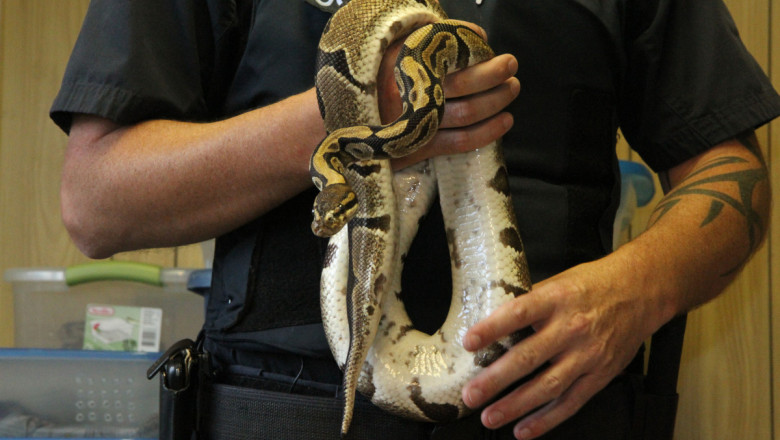 Intr-o camera de motel din Canada au fost gasiti 40 de pitoni. Reptilele au fost confiscate Imagine