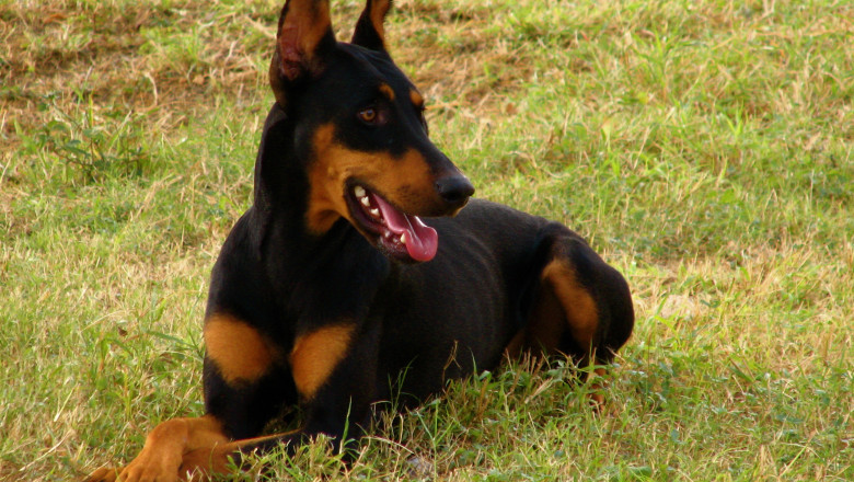 Intrecerea dobermanilor in Maramures. Peste 500 de animale au participat la un campionat mondial al cluburilor Imagine