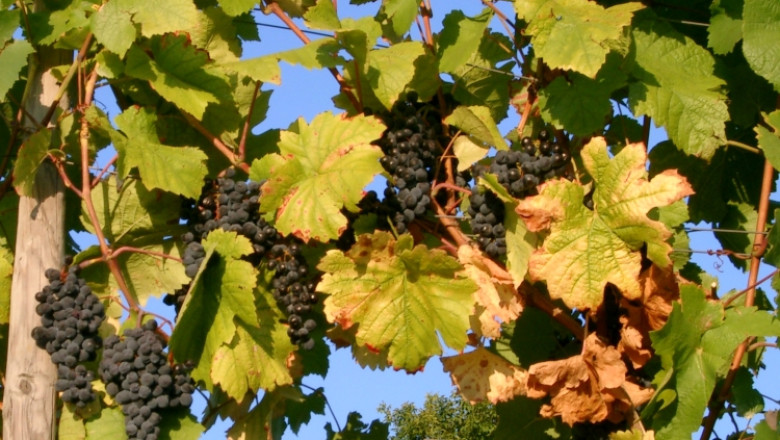 Inundatiile si grindina au stricat vinul Romaniei. Recolta de struguri s-a injumatatit Imagine