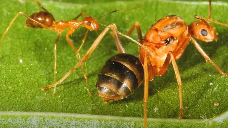 Invazia de furnici nebune galbene face ravagii in sudul Indiei. Insectele scuipa acid formic si mananca „orice si oricat” Imagine