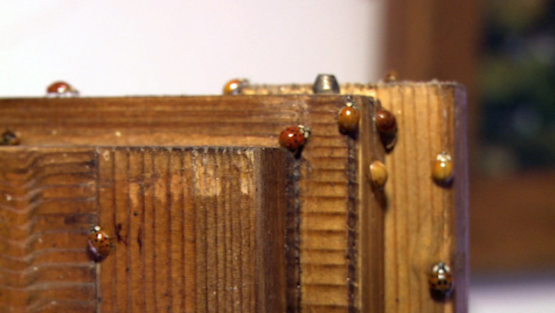 Invazie de buburuze Imagine