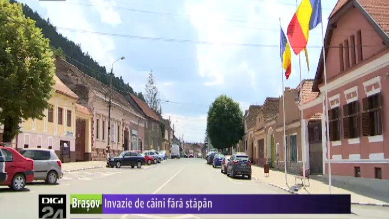 Invazie de caini fara stapan Imagine