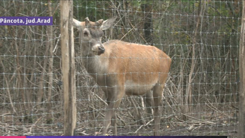 Invazie de caprioare si cerbi lopatari Imagine