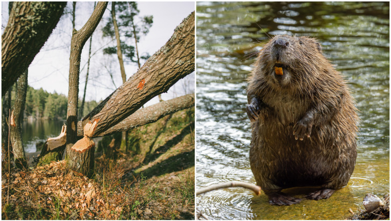 Invazie de castori in Oradea. Rozatoarele au distrus copacii de pe malul Crisului Repede. Ce masuri iau in calcul autoritatile Imagine