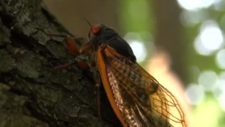 Invazie de cicade. Miliarde de insecte vor strabate SUA, in sezonul de reproducere Imagine