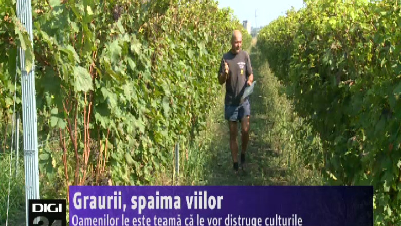 Invazie de grauri in viile din Dolj Imagine