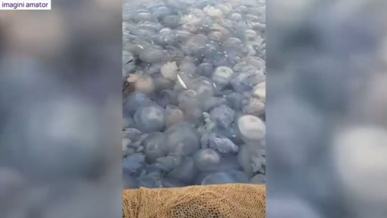 Invazie de meduze pe litoral. Cat de periculoase sunt pentru turisti Imagine