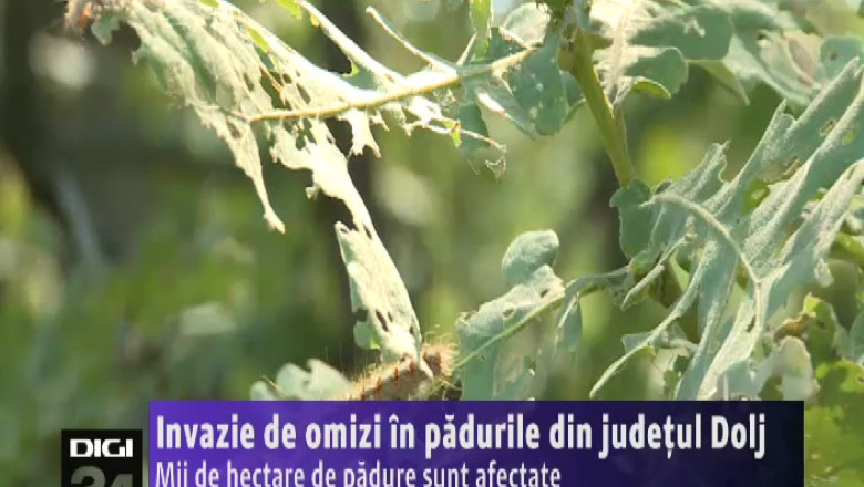 Invazie de omizi in padurile din judetul Dolj Imagine