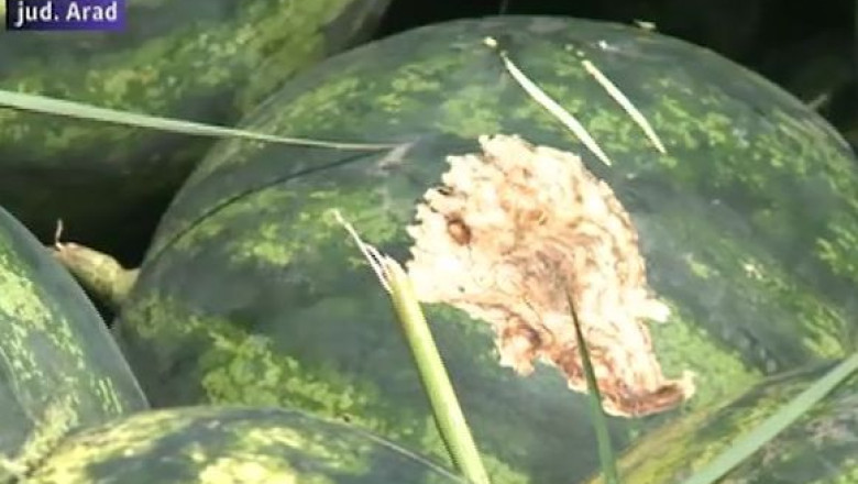 Invazie de rozatoare. Recoltele de pepeni au fost compromise de soareci Imagine