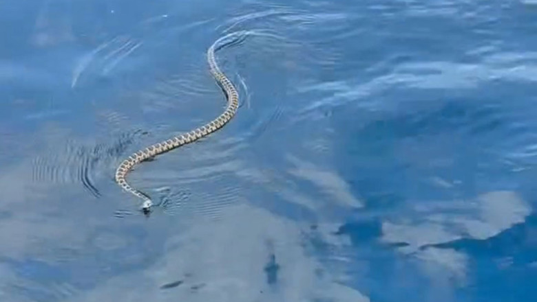 Invazie de serpi in Ibiza. Turistii, prea speriati ca sa mai intre in apa: „Situatia provoaca panica la nivelul intregii insule” Imagine