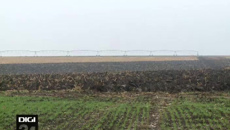 Invazie de soareci pe plantatiile din Dolj. Producatorii spun ca rozatoarele le-au distrus culturile agricole Imagine