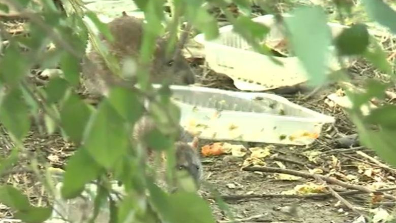 Invazie de sobolani in IOR. Ce spun telespectatorii Imagine