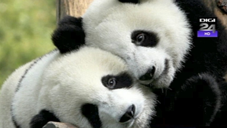 Investesti in China, primesti un panda. Ursuletii, moneda de schimb in relatiile cu marii parteneri comerciali Imagine