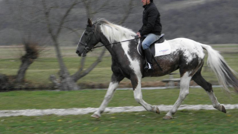 Invitatie la echitatie. Costul unui abonament este de 1.200 de lei pe an Imagine