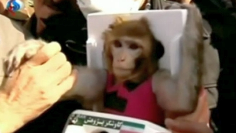 Iranul a trimis a doua maimuta in spatiu. Oficiali de la Teheran: Misiunea a fost un succes Imagine