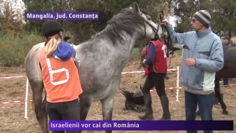Israelienii vor cai din Romania  Imagine