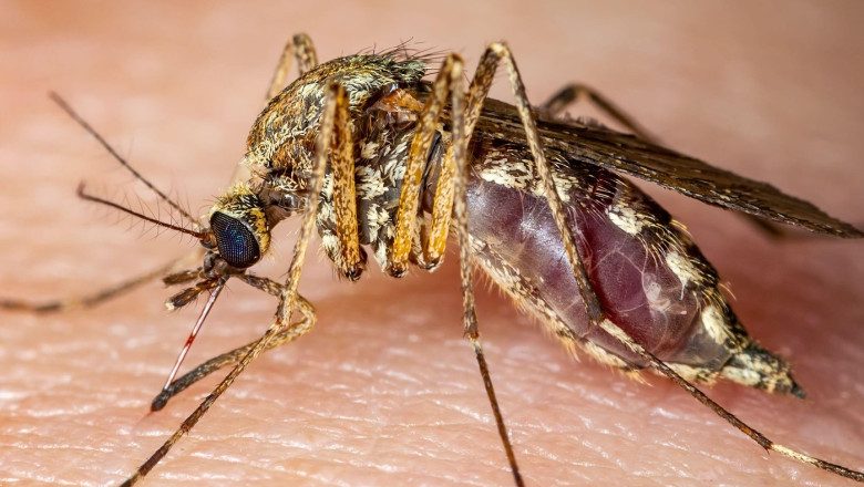 Italia: 12 morti in urma infectarii cu virusul West Nile Imagine