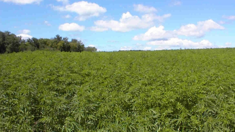 Italia: Patru romani, arestati pentru cultivare si vanzare de marijuana Imagine