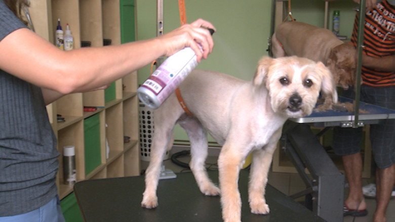 Iubirea pentru animale, bratara de aur Imagine