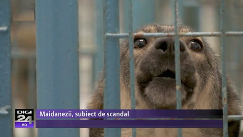 Iubitorii de animale discuta cu PMB soarta cainilor maidanezi: Externalizarea serviciilor = sifonare de fonduri Imagine
