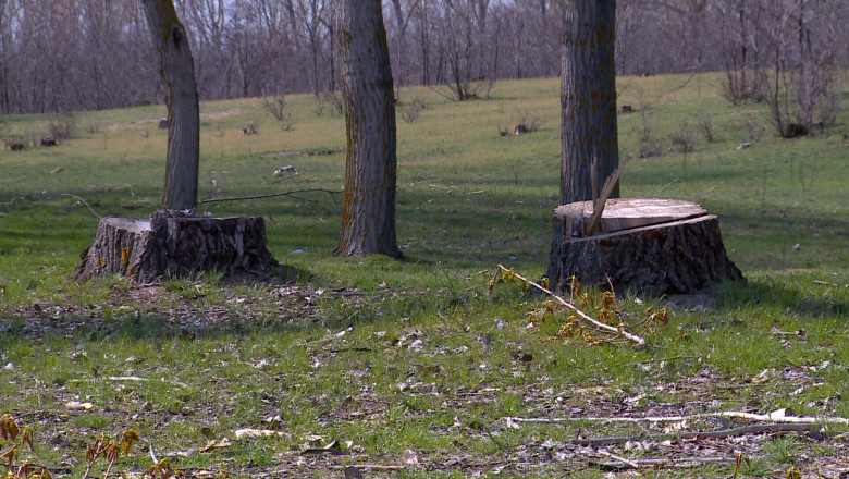 Jaf intr-o padure din Valcea. 80 de hectare de padure au disparut Imagine
