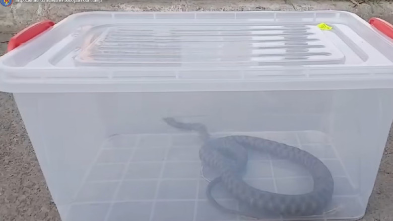 Jandarmii, chemati sa indeparteze un sarpe dintr-un parc aglomerat din Mangalia Imagine