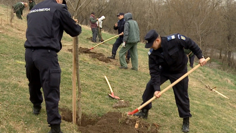 Jandarmii ieseni au plantat paltini si carpeni la Ciric Imagine