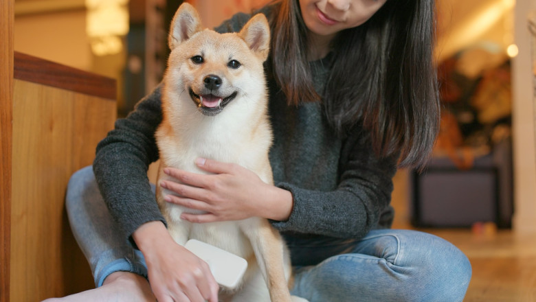 Japonezii au voie sa vina la birou cu animalele lor de companie, ca sa fie mai fericiti Imagine