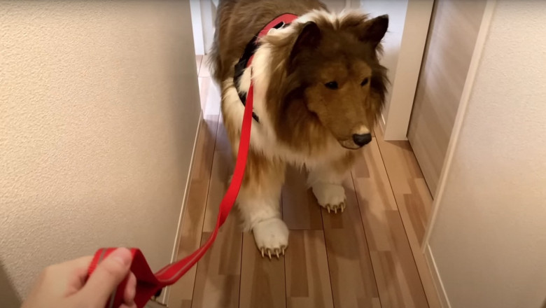 Japonezul cunoscut in toata lumea pentru ca a cheltuit 14.000 $ ca sa se transforme in caine vrea acum sa devina alt animal Imagine