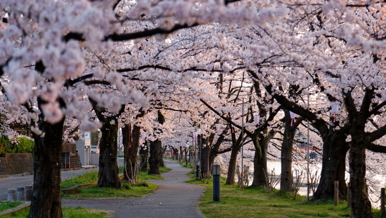 Japonia foloseste inteligenta artificiala pentru a salva florile de cires. Cum functioneaza „Sakura AI Camera” Imagine