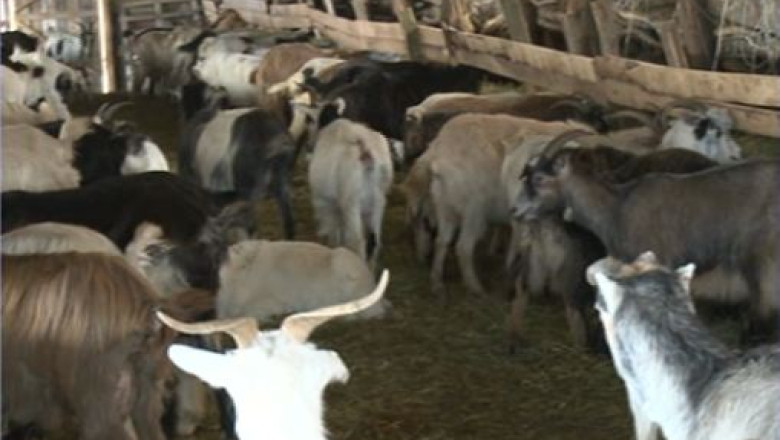 Jumatate din caprele crescatorilor romani au defecte genetice, care afecteaza laptele si branzeturile Imagine