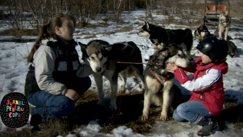 Jurnal pentru copii. Cainii din rasa malamut de Alaska, una din atractiile statiunii Balan Imagine